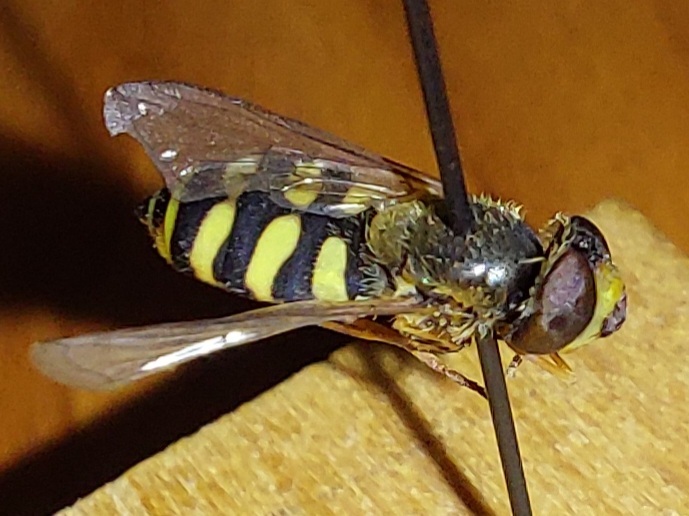 Eupeodes corollae - gyakori mezeilégy
