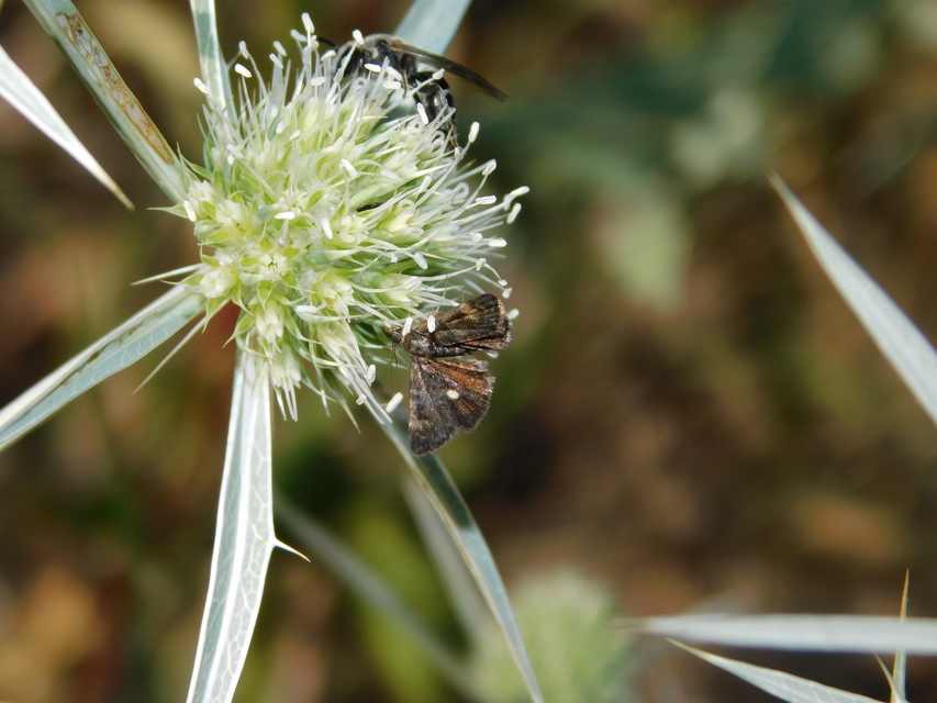Heliothela wulfeniana - fényes kormosmoly