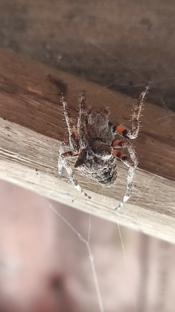 Araneus circe/angulatus