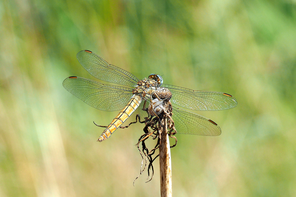 Orthetrum brunneum - pataki pásztorszitakötő