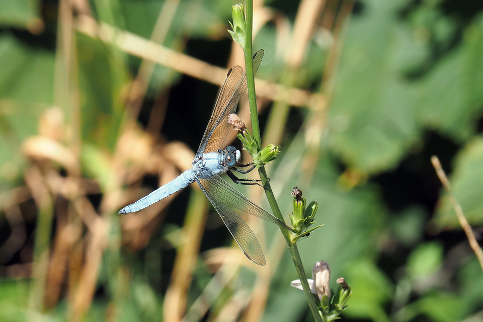 Orthetrum brunneum - pataki pásztorszitakötő