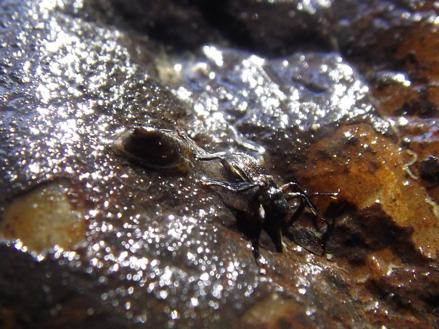 Macronychus quadrituberculatus - négypúpú karmosbogár