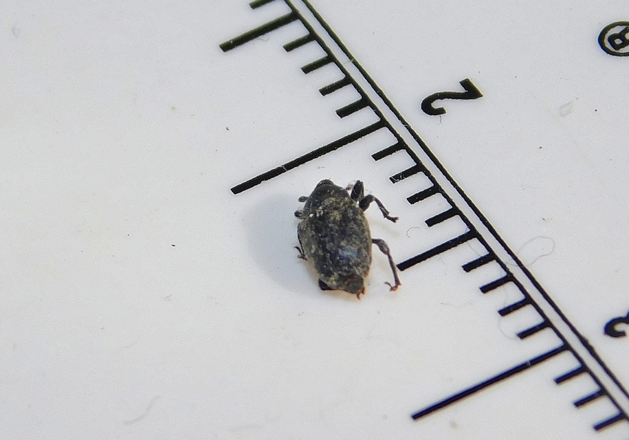 Sibinia pellucens - mécsvirágormányos