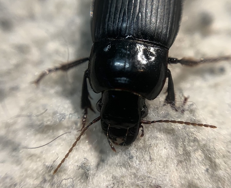 Harpalus zabroides - óriás lomhafutó