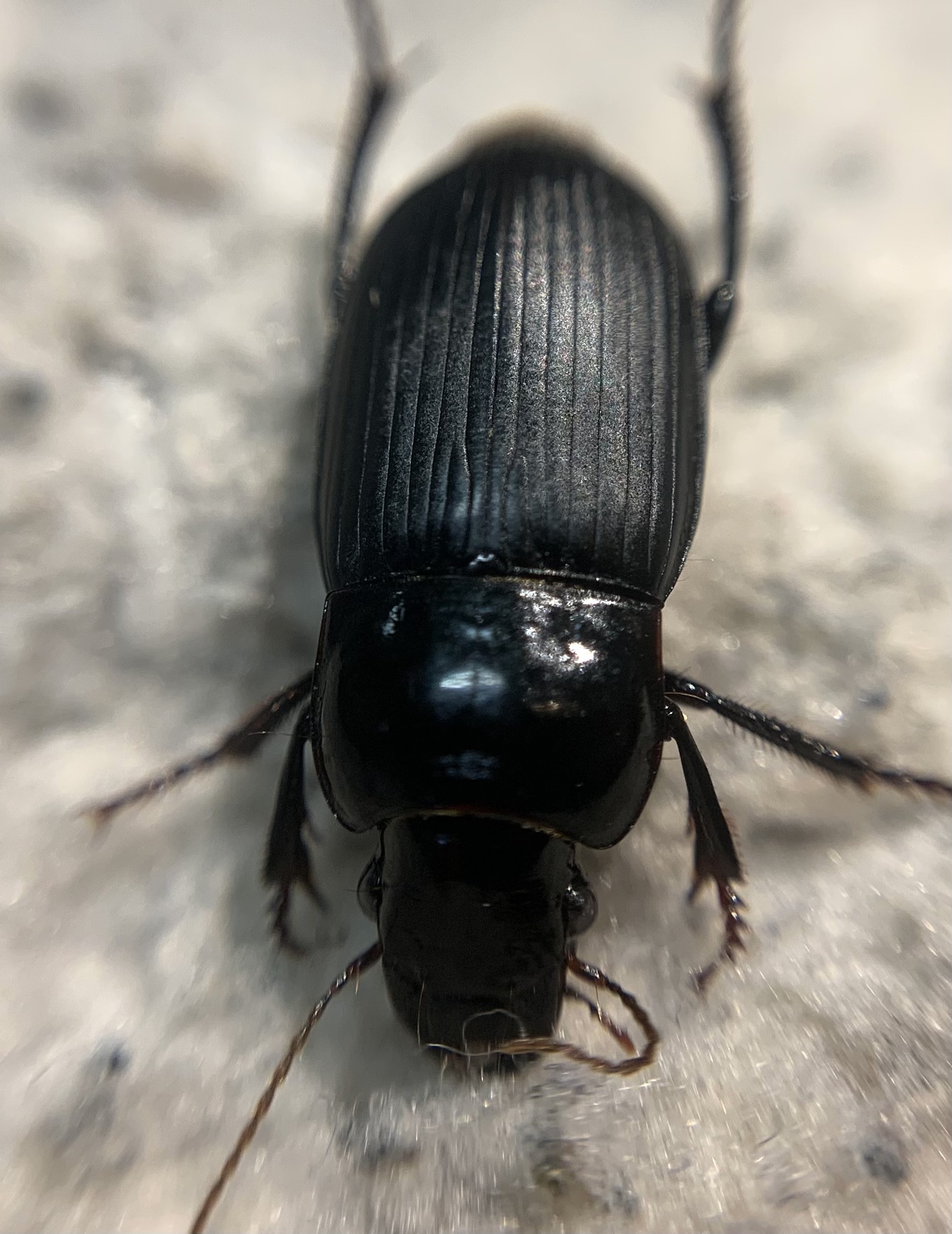 Harpalus zabroides - óriás lomhafutó