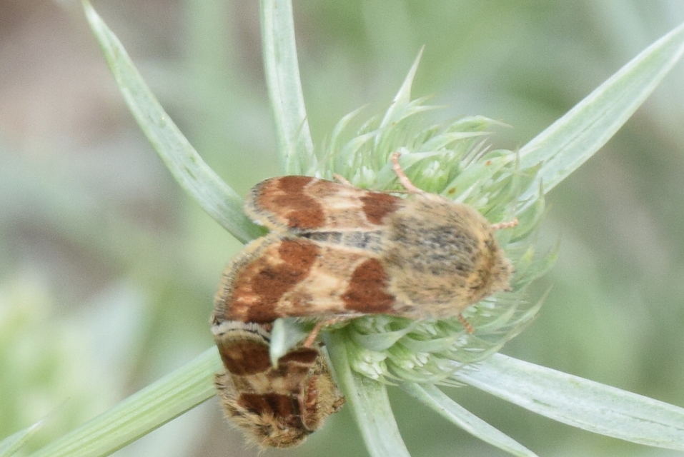 Schinia cognata - nyúlparéj-nappalibagoly