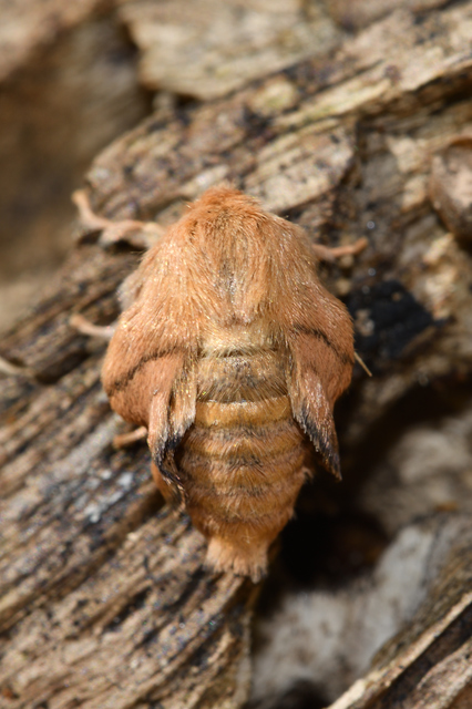 Apoda limacodes - kagylólepke