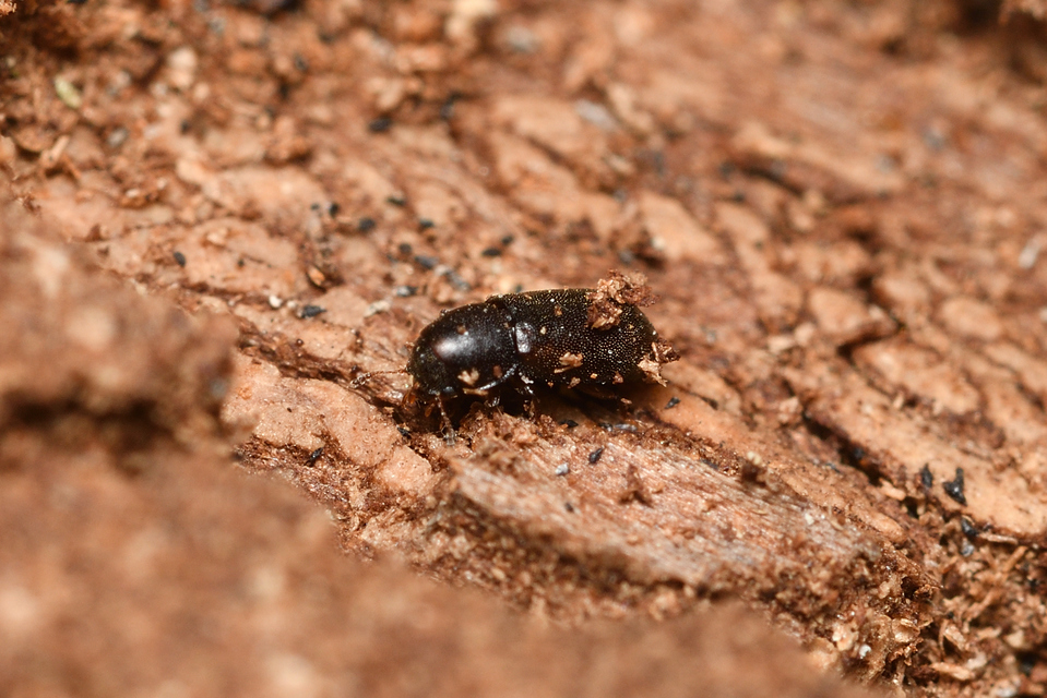 Ciidae - taplószúfélék Ciidae - taplószúfélék