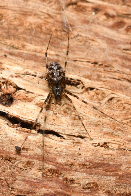 Megalepthyphantes