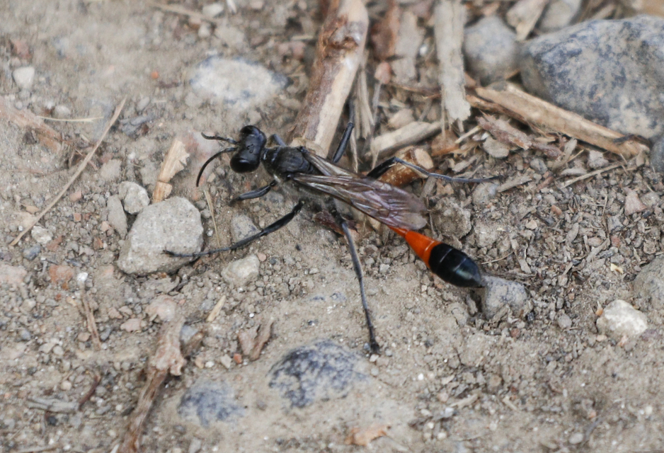 Ammophila sabulosa - homoki hernyóölődarázs