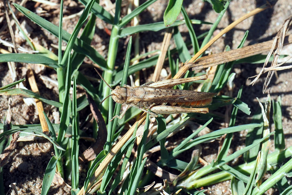 Chorthippus brunneus - közönséges tarlósáska