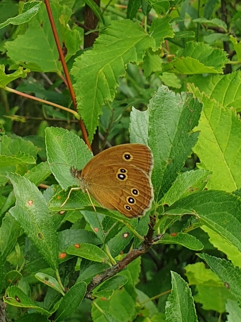 Aphantopus hyperanthus - közönséges ökörszemlepke
