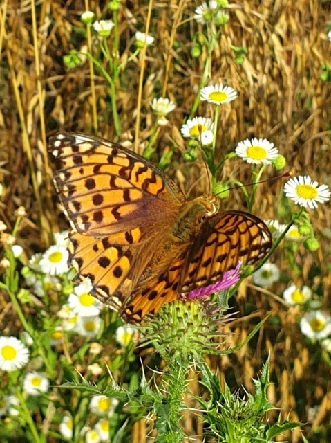 Argynnis aglaja - kerekfoltú gyöngyházlepke