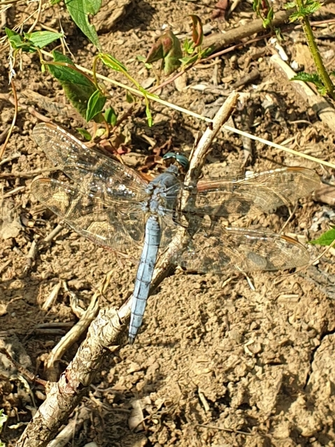 Orthetrum coerulescens - karcsú pásztorszitakötő