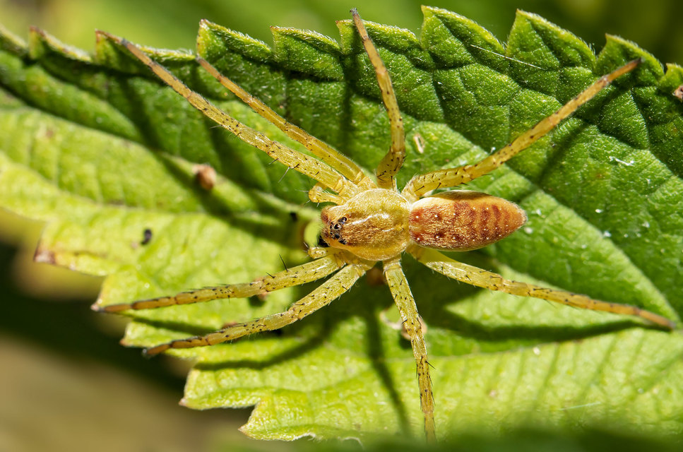 Dolomedes plantarius/fimbriatus