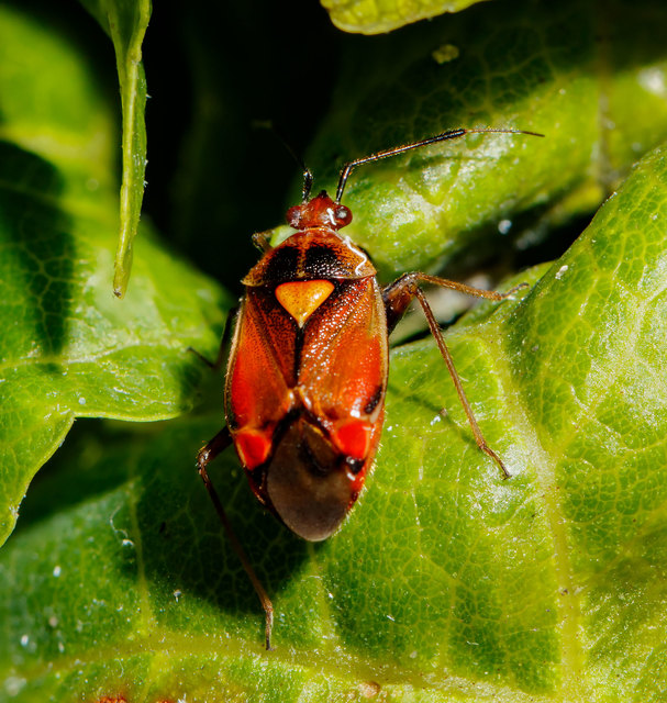Deraeocoris ruber - vöröses mezeipoloska