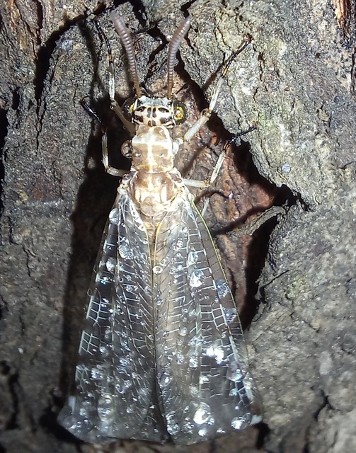 Myrmeleon