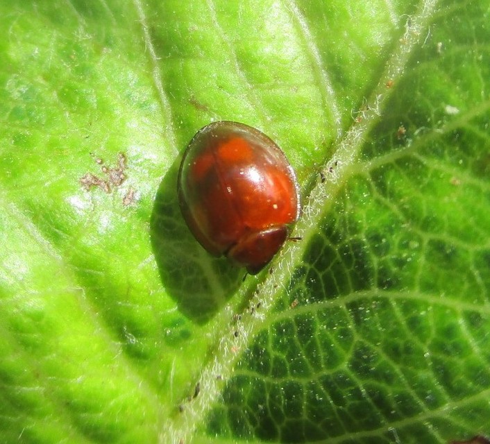 Exochomus quadripustulatus - négyfoltos szerecsenkata