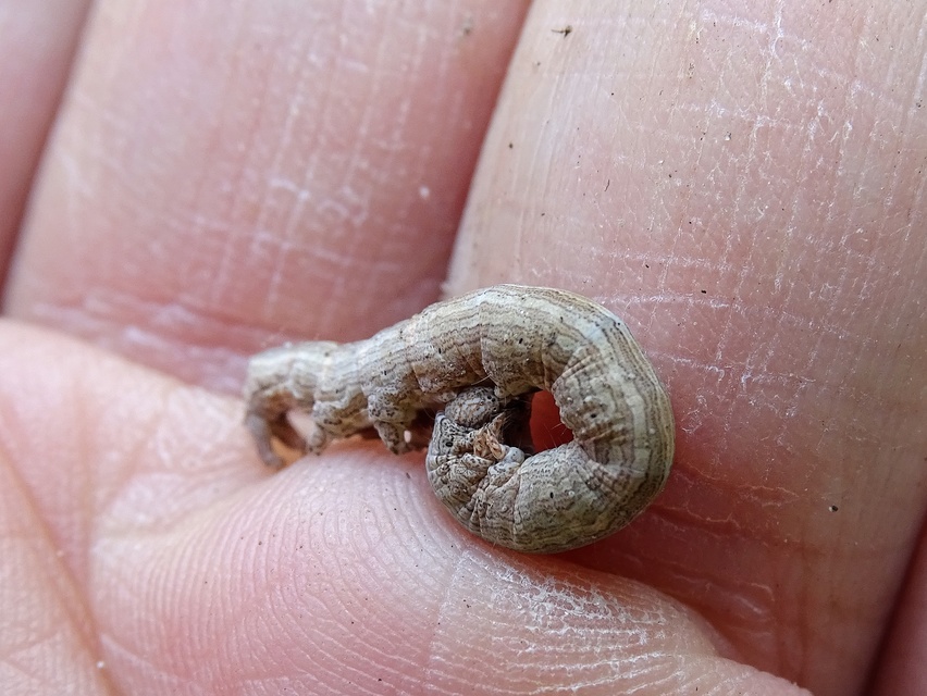 Erebidae - kvadrifid bagolylepkék