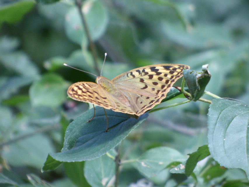 Argynnis pandora - zöldes gyöngyházlepke