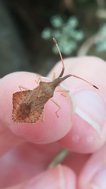 Syromastus rhombeus - vitorlás karimáspoloska