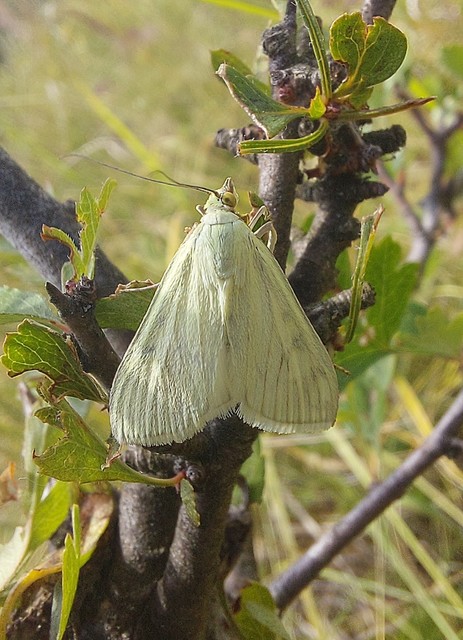 Sitochroa palealis - kénszárnyú dudvamoly