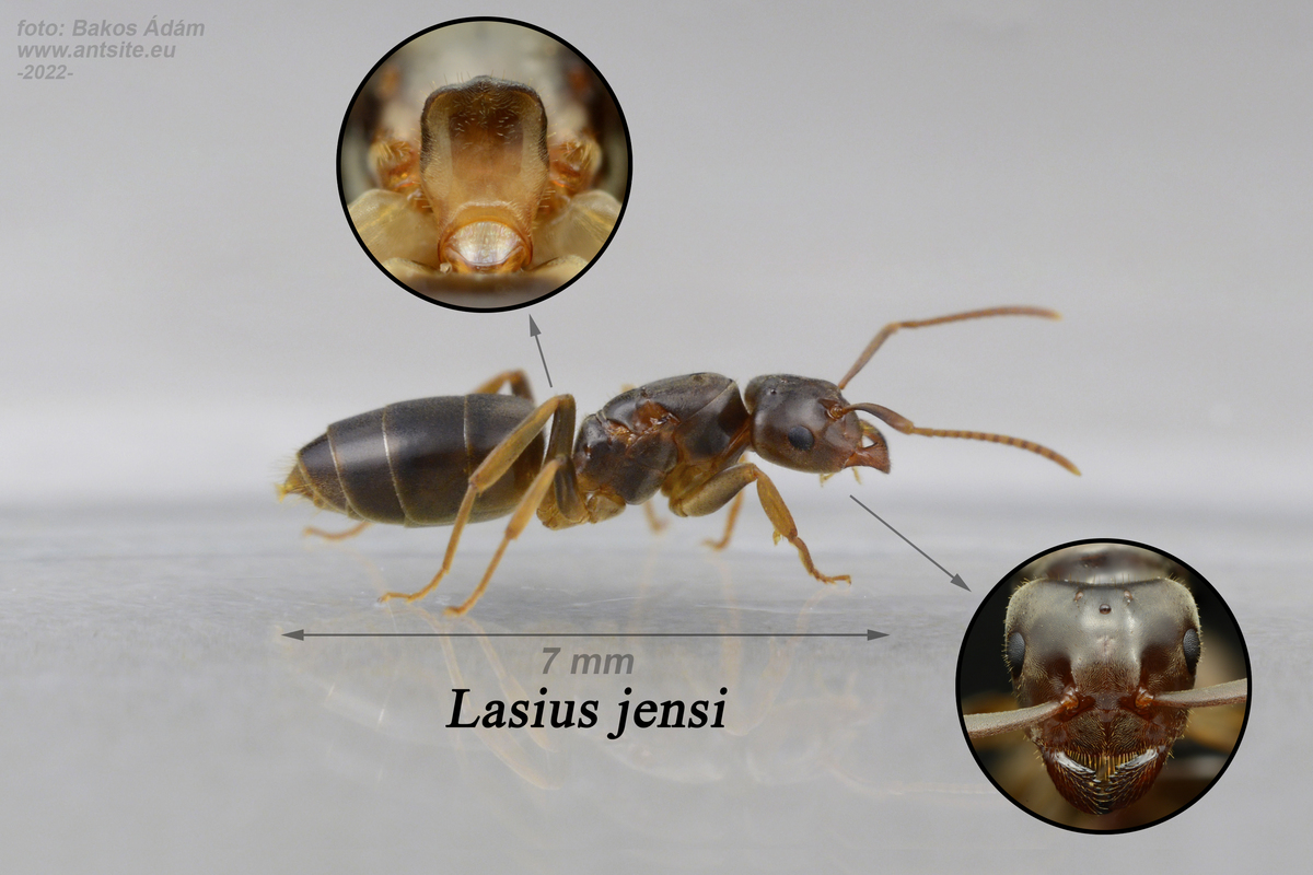Lasius jensi - sztyeppi borostyánhangya