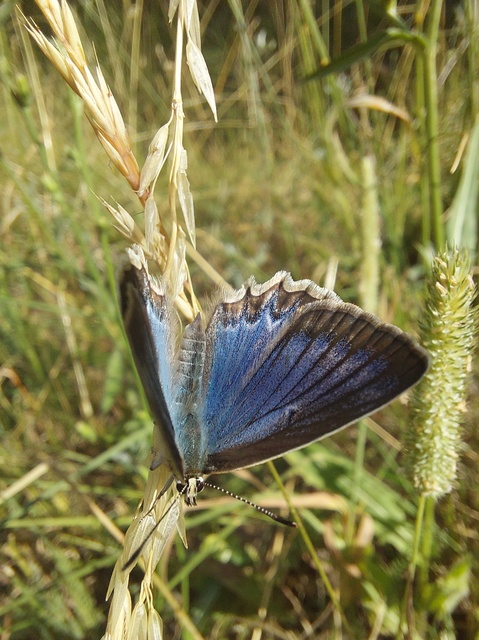 Polyommatus daphnis - csipkés boglárka
