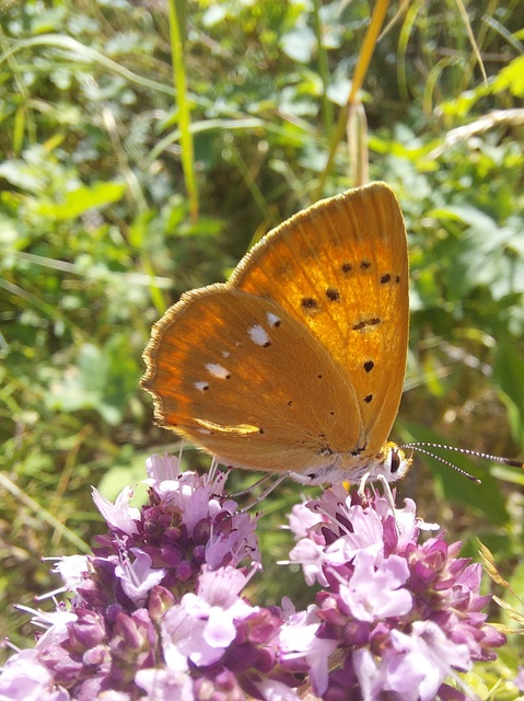 Lycaena virgaureae - arany-tűzlepke