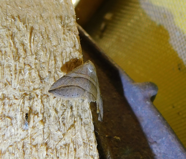 Colobochyla salicalis - háromsávos törpebagoly