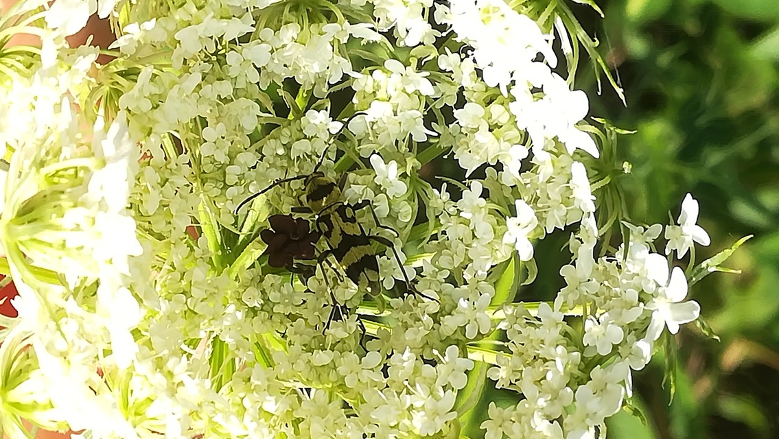 Chlorophorus varius - díszes darázscincér