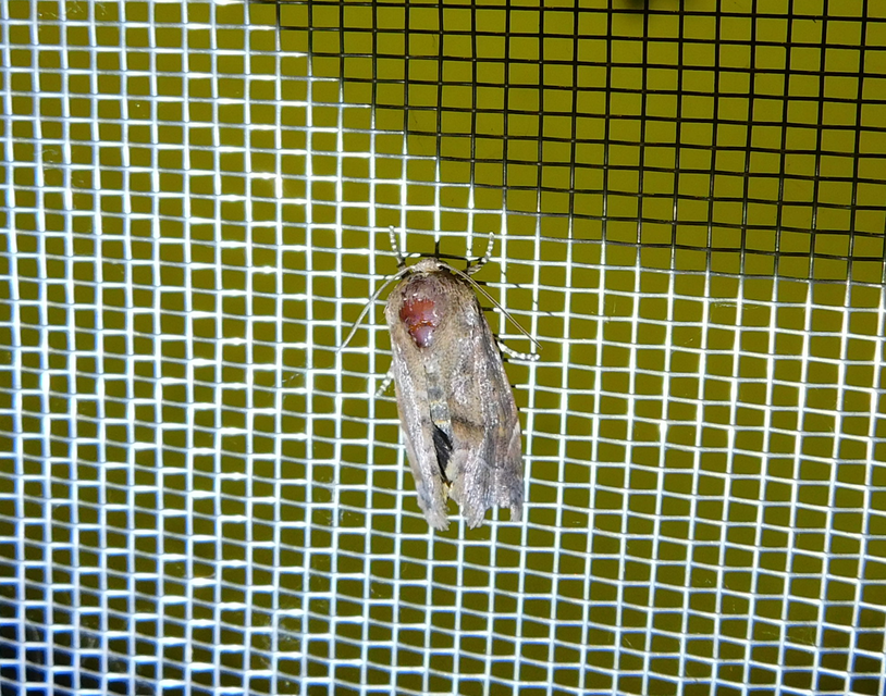 Cosmia affinis - barna lombbagoly