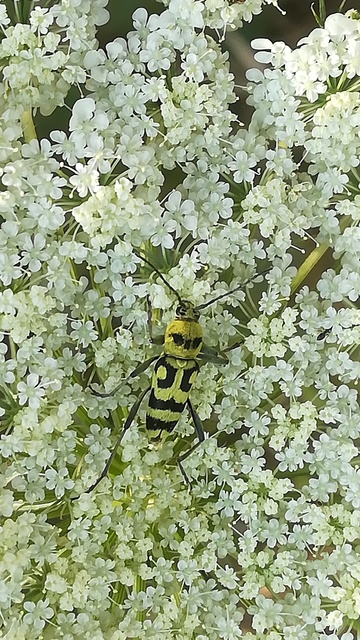 Chlorophorus varius - díszes darázscincér