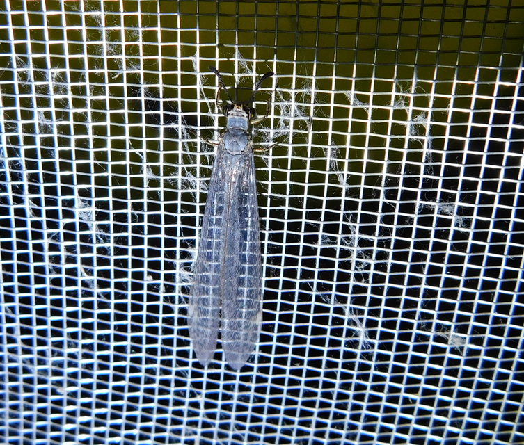 Myrmeleon