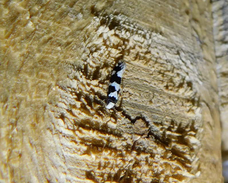Neurothaumasia ankerella - magyarmoly
