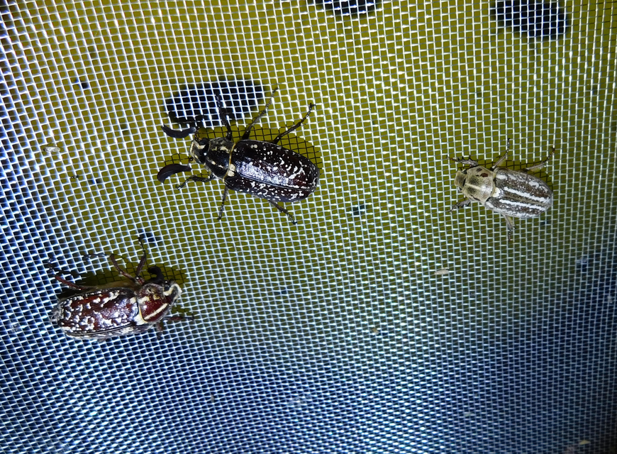 Polyphylla fullo - csapó cserebogár