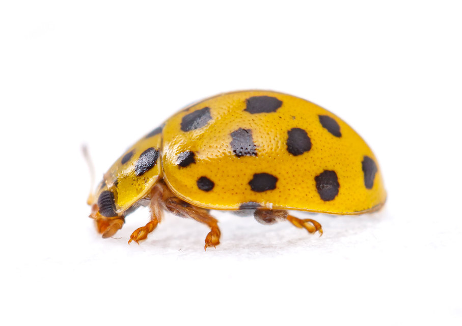 Psyllobora vigintiduopunctata - huszonkétpettyes katica