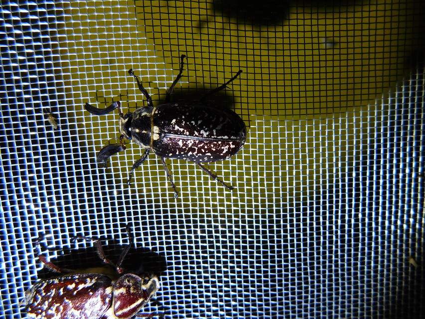 Polyphylla fullo - csapó cserebogár