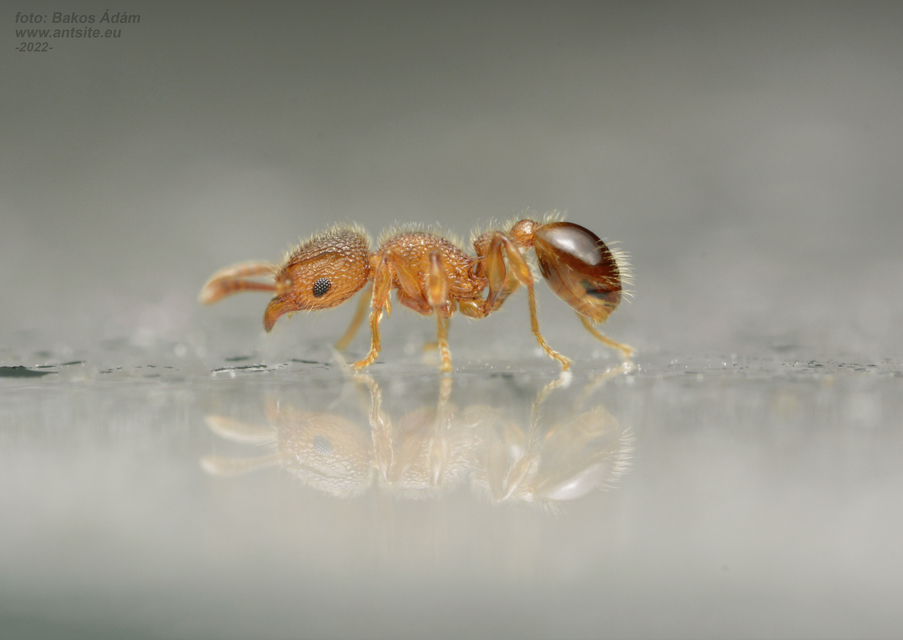 Tetramorium lanuginosum