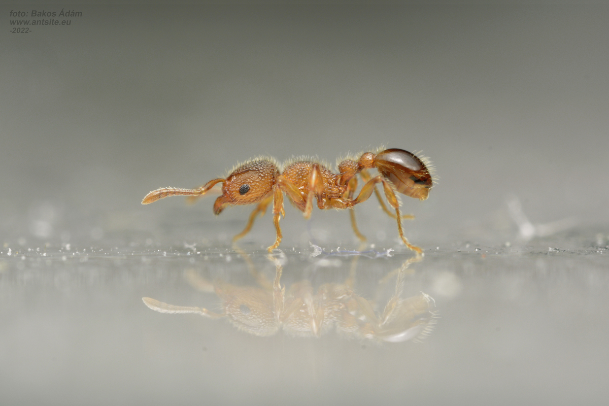Tetramorium lanuginosum