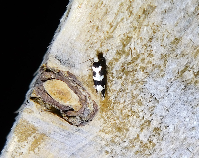Neurothaumasia ankerella - magyarmoly