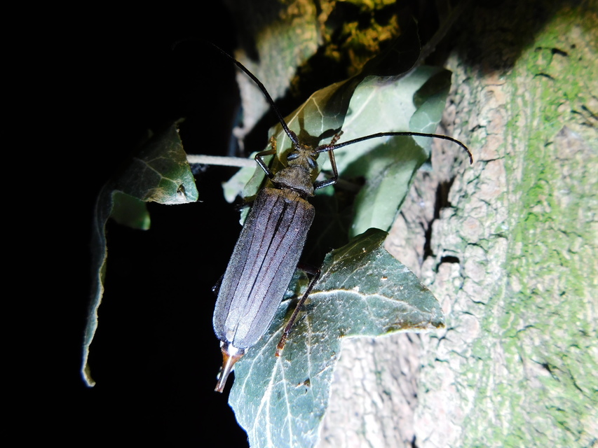Aegosoma scabricorne - diófacincér