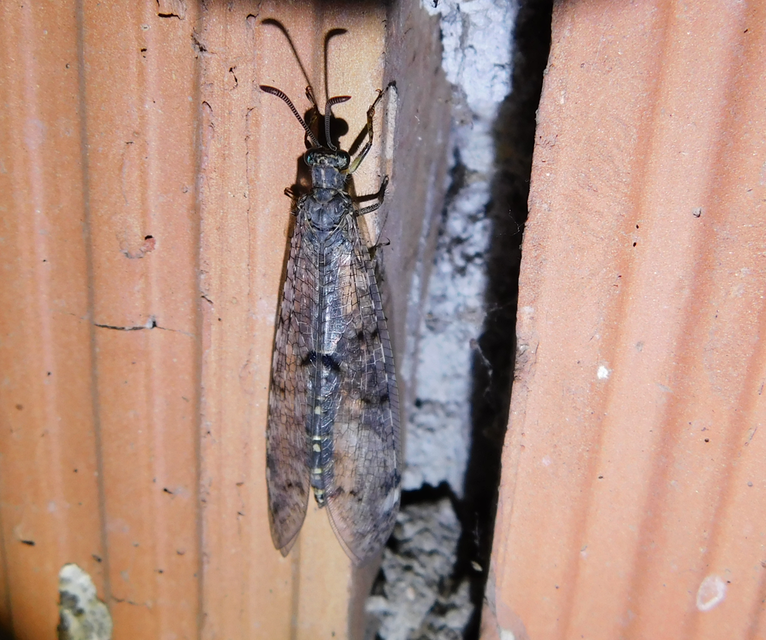 Distoleon tetragrammicus - négyfoltos hangyaleső