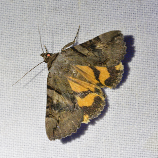 Catocala hymenaea - kökény-övesbagoly