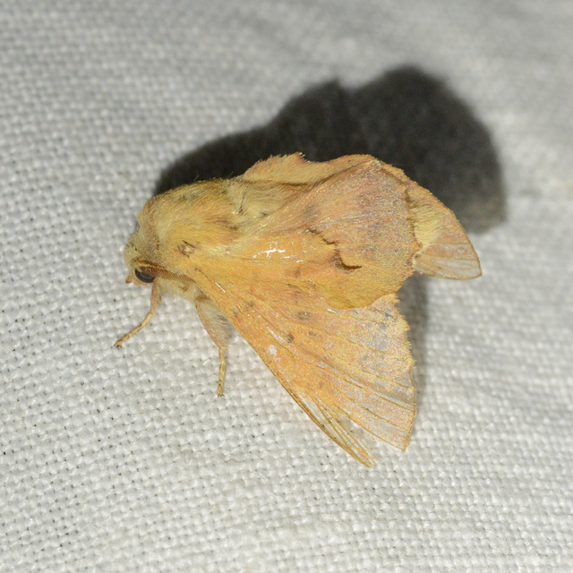 Phyllodesma tremulifolia - nyárlevélpohók