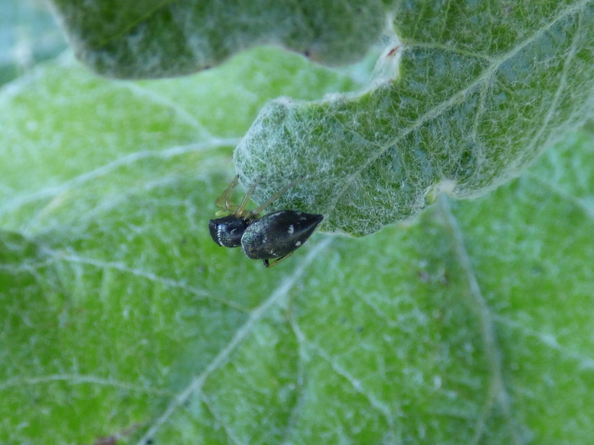 Heliophanus