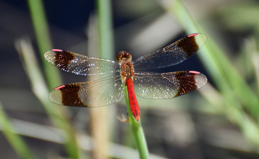 Sympetrum pedemontanum - szalagos katona-szitakötő