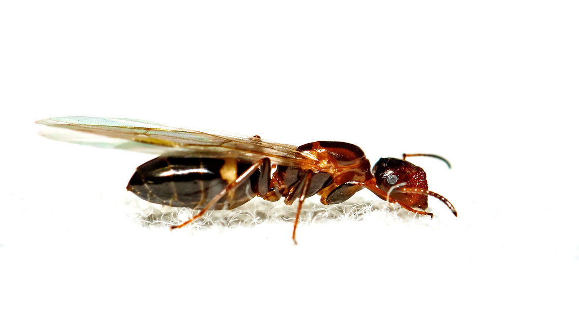 Colobopsis truncata - kapushangya
