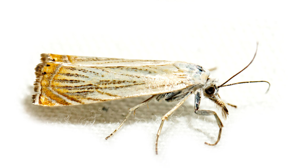 Chrysoteuchia culmella - kerti fűgyökérmoly