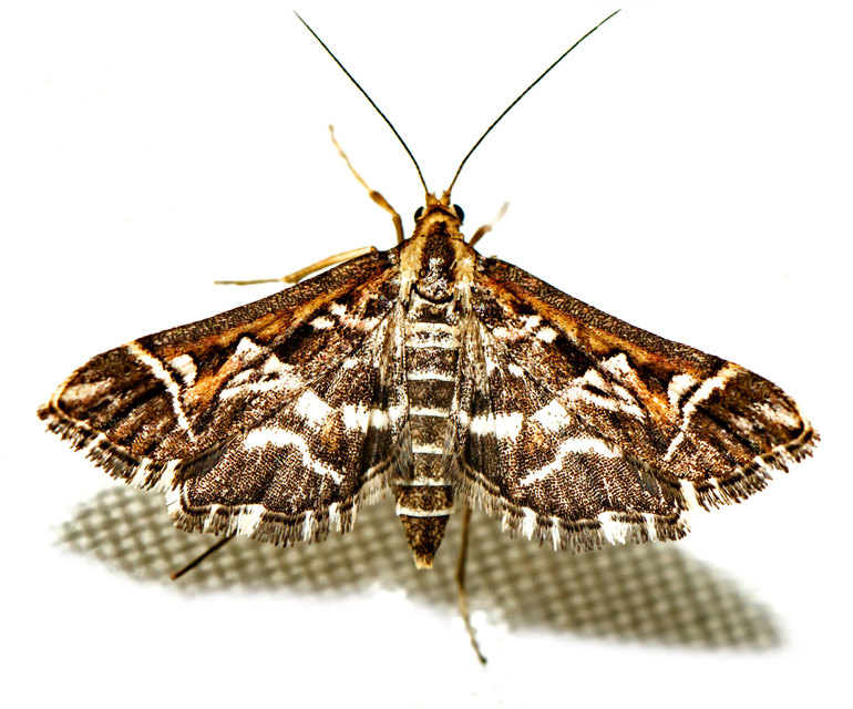 Diasemia reticularis - betűmintás tűzmoly